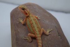 Dunner Female.jpg Dunner Female.jpg