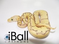 killerbeeclownfemale80grams.jpg