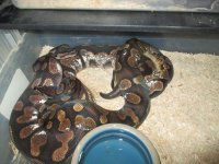 2015 osmosis calico x osmosis calico (1).jpg