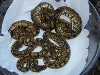 DSCN4198.jpg