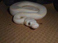 pastel super lesser.jpg