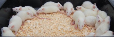 Small Rat.jpg