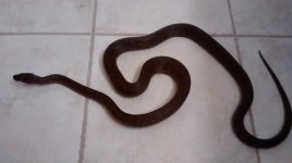 boa4.jpg
