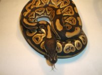 blackpastel66%hetpied 004.jpg