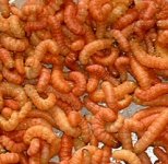 butterworms3.jpg