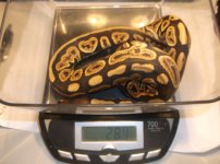 blackpastel66%hetpied 007.jpg