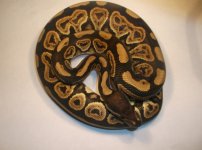 blackpastel66%hetpied 006.jpg