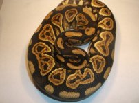 blackpastel66%hetpied 002.jpg