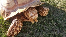 tortoise12.jpg