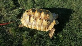 tortoise11.jpg