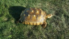 tortoise10.jpg