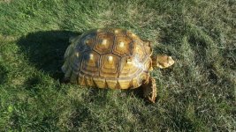 tortoise9.jpg