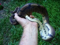 2011 50% possible het Pied male 1000 gm $35.00.jpg