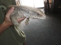 tegunsavannah 010.jpg