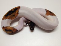 Pied1.jpg