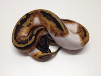 Pied3.jpg