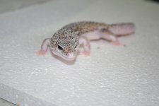 IMG_3328.jpg