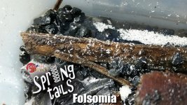 folsomia.jpg