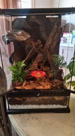 Crested Gecko.jpg