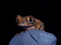 Leptopelis Aubryi.jpg