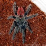 Thrixopelma_ockerti.jpg