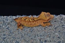 DSC_0296.jpg
