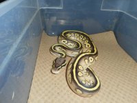 pastel lesser hp.jpg