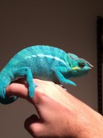 bluebloy3.jpg