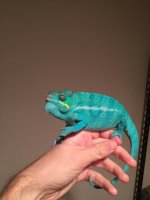 blueboy1.jpg