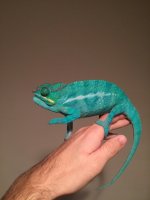 blueboy2.jpg