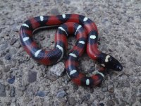 2015spottedannulata3fem.jpg