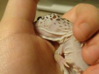 image.jpg