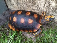 yellow foot tortoise group1.jpeg