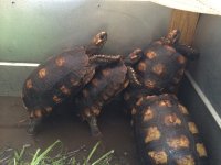 yellow foot tortoise group2.jpeg