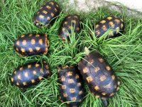yellowfoot tortoise group.jpeg