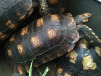 yellowfoot tortoise group1.jpeg