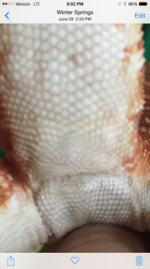Kermit's butt.PNG