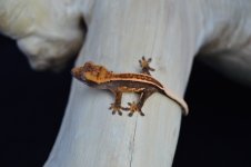 DSC_0143.jpg