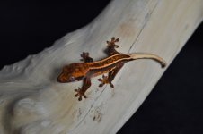 DSC_0988.jpg