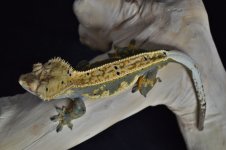 DSC_1042.jpg