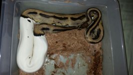 pied.jpg