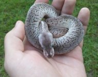 Black Pewter Blast male.jpg