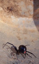 10072010widow2.jpg