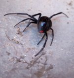 10072010widow4.jpg