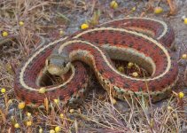 Coast garter snake.jpg