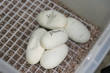 eggs.JPG