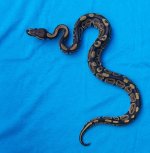 male normal 1.jpg