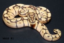 mojavespider2.jpg