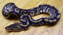 Cutch9Female3.jpg