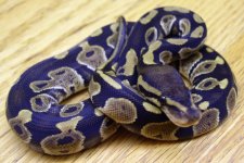 Cutch9Female4.jpg